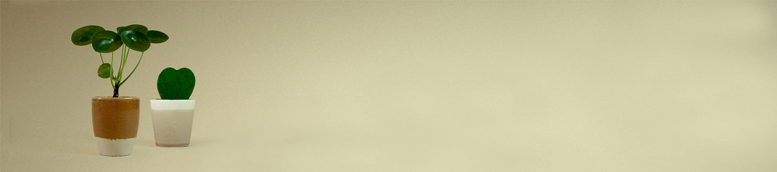 Pflegeleichte Zimmerpflanzen Online bestellen