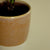 Pilea Glueckstaler Zimmerpflanze pflegeleicht Bauchnabelpflanze Ufopflanze
