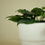 Monstera Siltepecana Haengepflanze Kletterpflanze Zimmerpflanze Pflegeleicht Exotische Pflanze