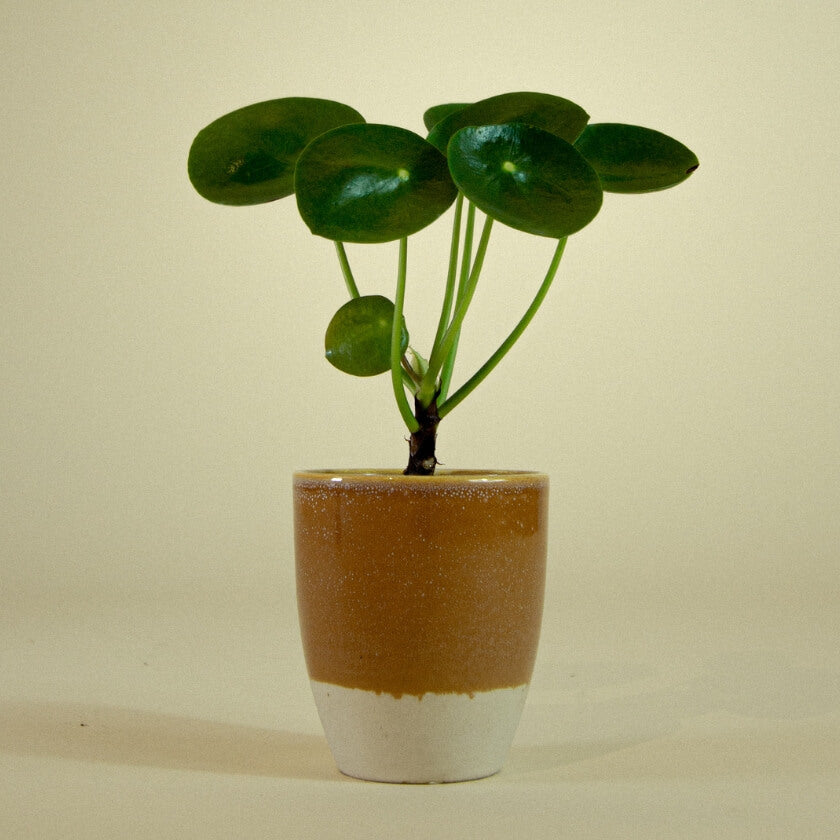 Pilea Glueckstaler Zimmerpflanze pflegeleicht Bauchnabelpflanze Ufopflanze