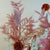 Trockenblumen Blumenstrauß Trockenblumenstrauss Blumendeko Bouquet Pampasgras Blumendeko Rosa Orange Koeln