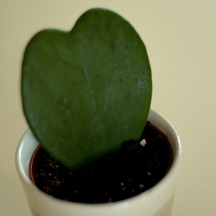 Herzblatt Herzblattpflanze Herzpflanze Hoya Kerrii Pflegeleichte Zimmerpflanze im Topf herzform Zimmerpflanze Valentinstagsgeschenk